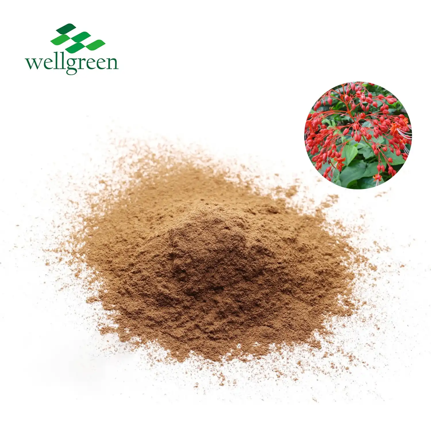 Can Clerodendrum Japonicum Extract Improve Your Health? 